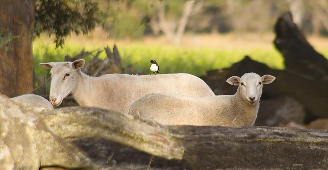 Silversprings Spa Retreat Pet Friendly Cottages And Glampings Metricup エクステリア 写真